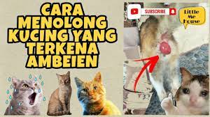 Apakah Kucing Dengan Ambeien Bisa Sembuh Sendiri?