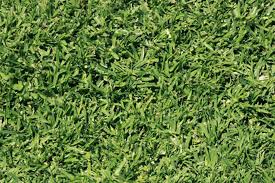 They appear in spring and fall in lawns that aren't as full and healthy as they could be. Killing Lawn Weeds Made Easy New Zealand Handyman Magazine