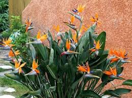 Orange Bird Of Paradise In Pot Strelitzia Reginae2 Plantsorange Bird Of Paradise Free Image 2 Paradise Plant Birds Of Paradise Plant Birds Of Paradise Flower