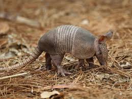 Check spelling or type a new query. Leprosy Outbreak Tied To Armadillos Which States Are At Risk Cbs News