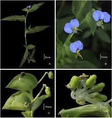 Image result for Aneilema petersii