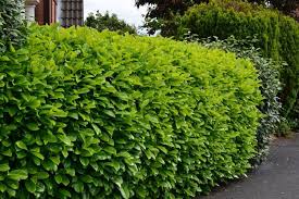 Pin Auf Sichtschutz Fur Garten Und Terrasse