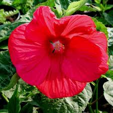 Image result for Hibiscus noldeae