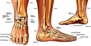 Sprained Ankle Anatomy Anatomy System Human Body Anatomy