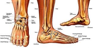 sprained ankle anatomy anatomy system human body anatomy