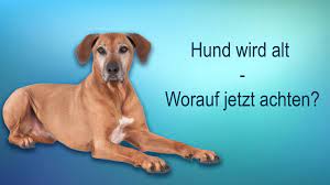 Hundejahre Rechner Umrechnen Hundealter In Menschenjahre