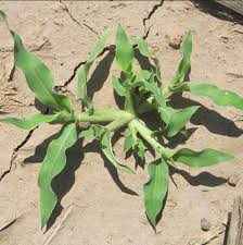 Image result for Urochloa panicoides