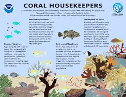 How are Fisheries and Coral Reefs Connected? | NOAA Fisheries