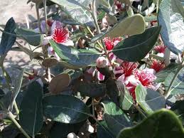 Image result for Feijoa sellowiana