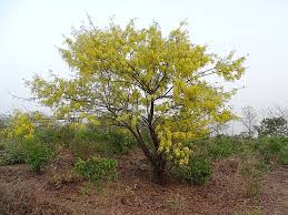 Image result for Chamaecrista zambesica
