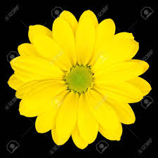 If you like the looks of this flower, then you may want to consider planting some of these varieties. Yellow Daisy Flower With Green Center Isolated On Black Background Stock Photo Picture And Royalty Free Image Image 12411373