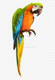 678 X 1178 1 Transparent Background Parrot 7mx4g In 2020 Blue Background Images Background Images Background Images For Editing