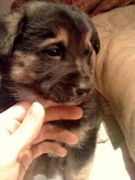 My online vet response for scabbing and hair loss on dog's stomach by: Puppy Losing Hair And Scabs On Head