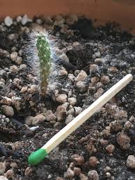 Giant saguaro cactus, carnegiea gigantea (occasionally misspelled carnegia), long popular because of its immense size and unique architecture is, perhaps, the more famous of all cacti. 2 Year Old Baby Saguaro Grown From Seed Match For Scale Cactus