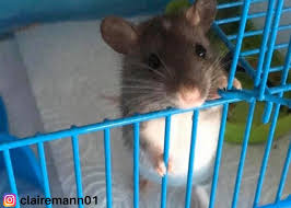 Quite possibly numerous times, especially if the rat does not immediately. What Litter Box Do Rats Need The Rat Place