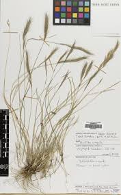 Image result for Aristida congesta