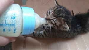 6 Adimda Kedi Sahiplenme Meow Meow Blog