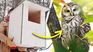 Image result for Flyte Blackbird Nest Box
