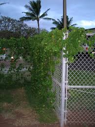 Image result for Telosma