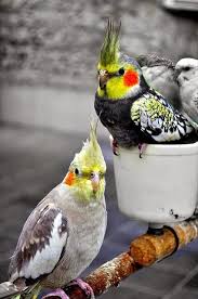 Pin By Riya Riya On Lieblings Nymphies Pet Birds Pretty Birds Cockatiel