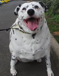 Learn how to name a dog by picking a great name and 5 simple tips on how to teach a dog its name. Fat Dalmatian Online Shopping