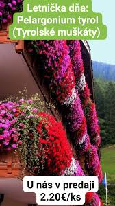 Image result for foto muškáty