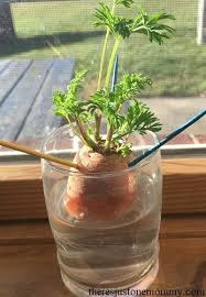 The carrot fly is attracted to the. Simple And Fast Gardening Activity Kids Love Gardening Kids Activities Growing Carrots Gardening For Kids