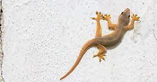 Mimpi inidiyakini sebagai pertanda akan kehilangan barang berharga , untuk itu mimpi ini mengindikasikan sebuah gambaran peluang yang telah anda lewatkan , tampak dari mimpi. Mengapa Cicak Bisa Menempel Dinding Tanpa Terjatuh Belajar Sampai Mati