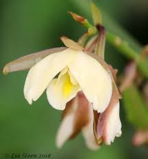 Image result for Eulophia ovalis