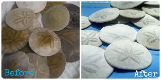 Check spelling or type a new query. How To Clean Sand Dollars Simply Bubbly Sand Dollar Craft How To Clean Sand Dollars Sand Crafts