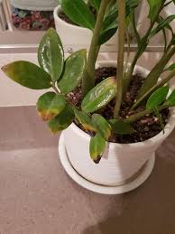 This post may include affiliate links. Houseplants Forum Zz Plant Has Brown Tips Garden Org