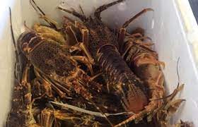 Founded in hout bay sixty years ago, it still serves fresh seafood and fish and chips meals in their cafe. Hooked On Africa Fresh Fish Market Hout Bay Hooked On Africa Fishing Charters Cape Town