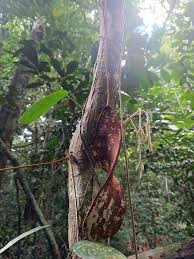 Image result for Anthonotha