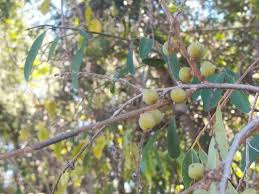 Image result for Hexalobus