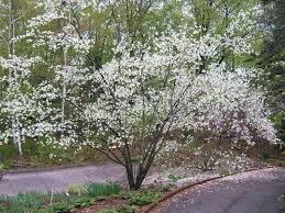 Garden Friendly Native Alternatives To Overplanted Exotics Shrubs Plants Native Plants