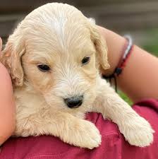 This is the price you can expect to pay for the goldendoodle breed without breeding rights. Goldendoodle Puppies Under 1000 Home Land Puppies