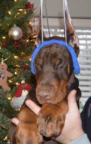 Doberman Pinscher Puppy For Sale In Pocono Summit Pa Adn 57933 On Puppyfinder Com Gender Male Age 14 We Doberman Pinscher Puppy Doberman Pinscher Doberman
