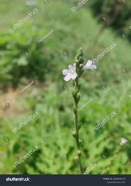 Image result for Verbena officinalis