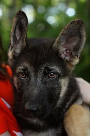 Find out what a german shepherd puppy can look like before and after adoption when you fill him with love. Blossom Is A 14 Week Old Female German Shepherd Puppy Looking For Her Forever Home She Is Available For Dogs And Puppies Puppies German Shepherd Dogs Puppy