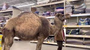 Pet camel are pure juices obtained from fresh products harvested with organic fertilizers. Camel Walks Into Pet Store Youtube