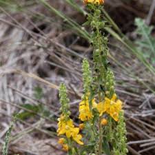 Image result for Alectra vogelii