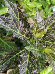 Image result for Gynura pseudochina