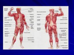 4 contohnya peristalsis, pernafasan, denyutan jantung, perembesan hormon dan pengeeutan salur darah. Bab 2 Struktur Tubuh Ppt Download
