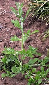 Image result for Gnaphalium