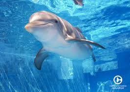 Dolphin Tale Clearwater Marine Aquarium Dolphin Tale Clearwater Marine Aquarium Marine Aquarium