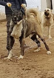Damizlik Kangal Erkekleri Kangal Kopegi Kopek Panter