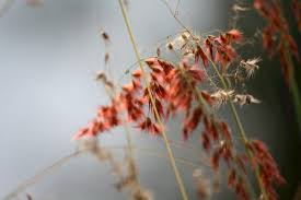 Image result for Melinis repens