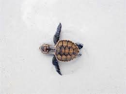 Southeast sea turtle coordinator u.s. 44 Hawksbill Sea Turtle Hatchling Moving Across The Beach Toward The Download Scientific Diagram