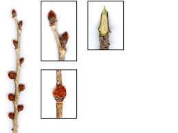 The website also provides access to a database and images of herbarium specimens found at the university of south florida and other herbaria. Ulmus Rubra