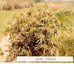 Image result for Cyperus clavinux